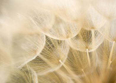 Dandelion close up