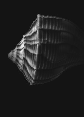 Seashell No 4