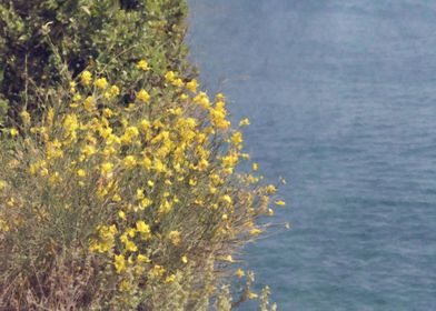 Flower by the sea