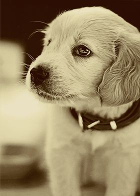 Baby Golden Retriever 