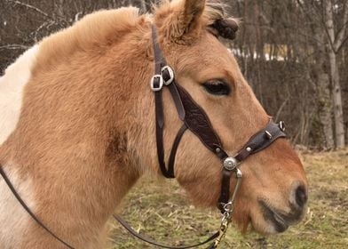 Mideval Warrior Pony