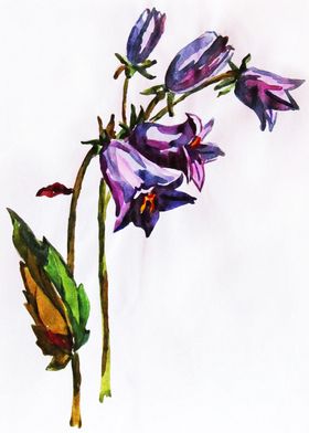 Campanula