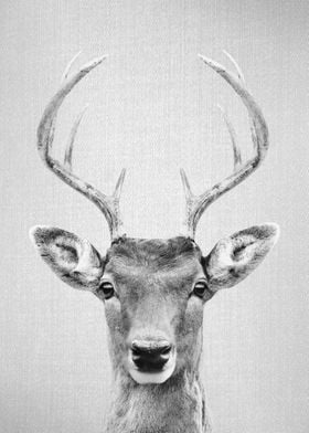 Deer 2 BW