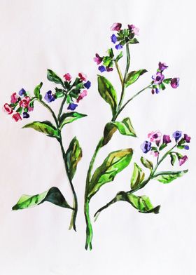 Pulmonaria