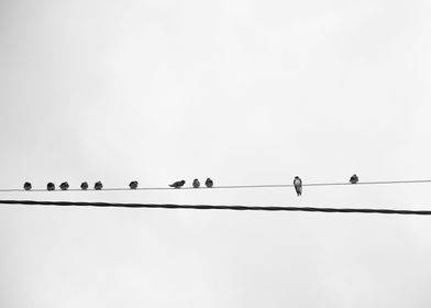 Birds in a line