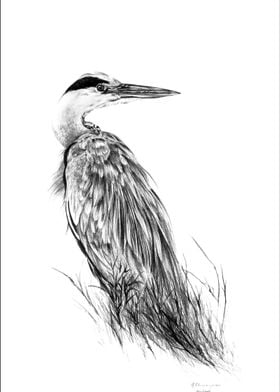 Grey Heron