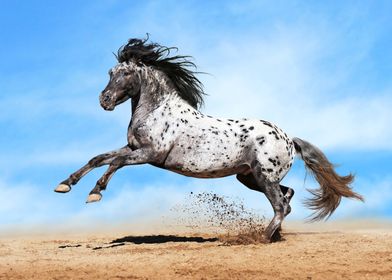 Amazing Horse