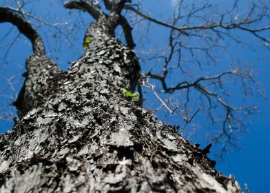 Tree trunk