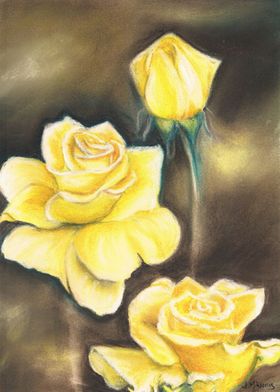 Yellow Roses