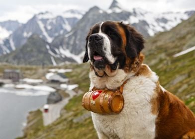 ST BERNARD Dog