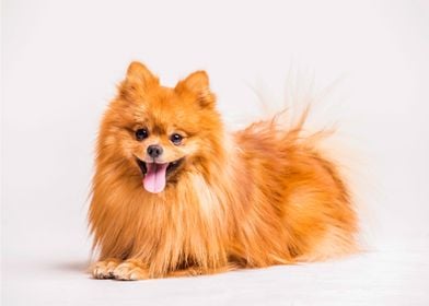 Red spitz dog