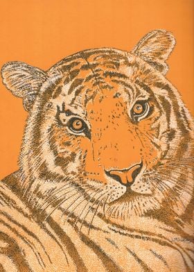 Tiger in Orange