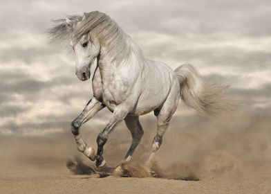 Amazing Beauty White Horse