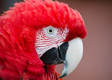 Macaw