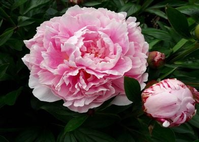 Peony