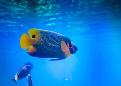 Blueface Angel Fish