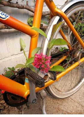 Pedal flower