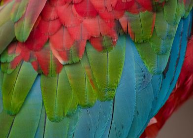 Macaw Feathers