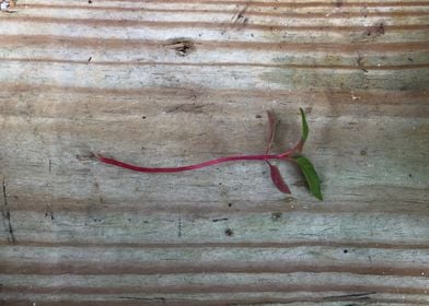 Wildflower Seedling