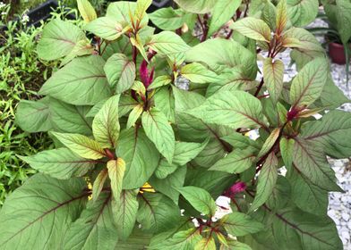 Bustling Flower Bush