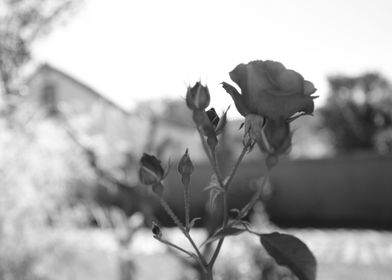 Rose Black and White