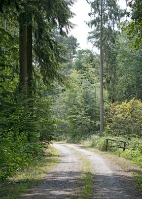 Walking on wild forest 