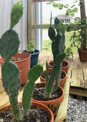 Cacti in pots