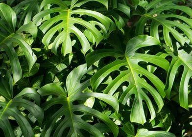 Monstera Deliciosa