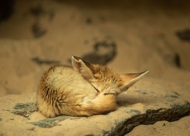 Cute Sleeping Fennec Fox 