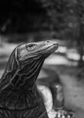 Komodo Dragon Portrait