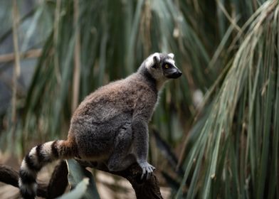 Inquisitive Lemur