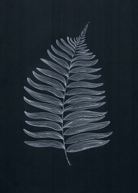 New Zealand Tree Fern Leaf