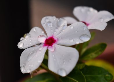 Flower Droplets