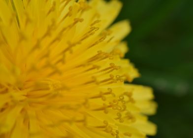 Dandelion I