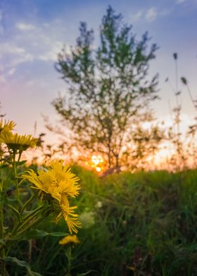 yellow wildflowers