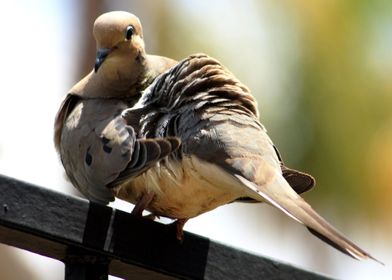 This Dove