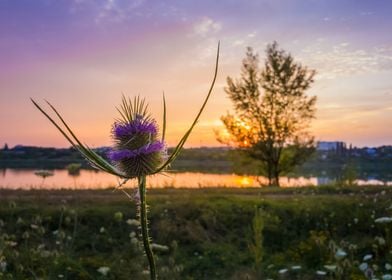 teasel