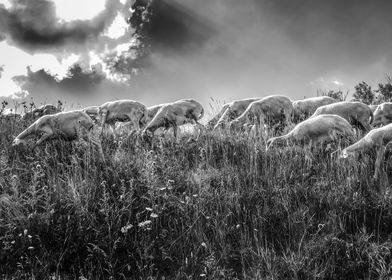 sheeps at sunset