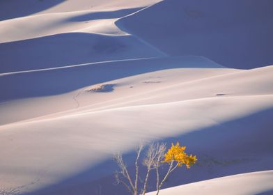 Colorado Sand Dunes