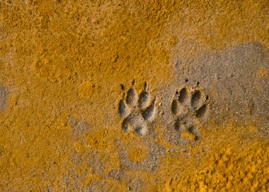 Paw Prints