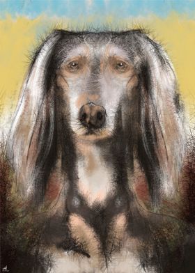 saluki dog