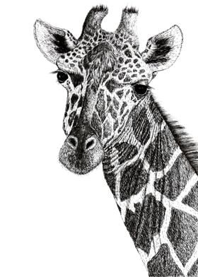 Giraffe Black and White