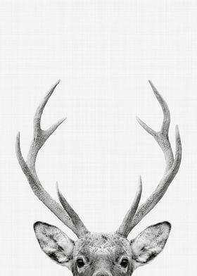 Deer Portrait BW