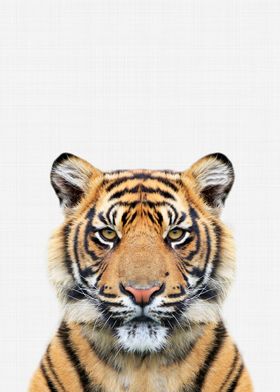 Tiger Portrait