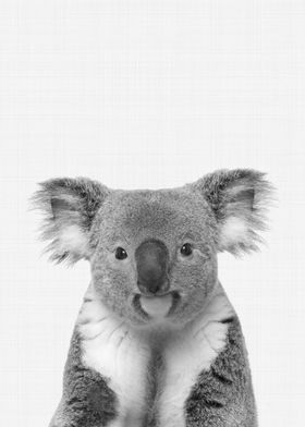 Koala Portrait BW