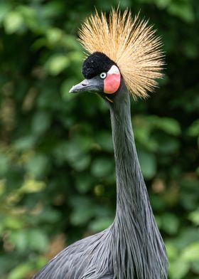 Crowned Crane