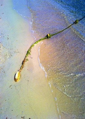 rope at the beach