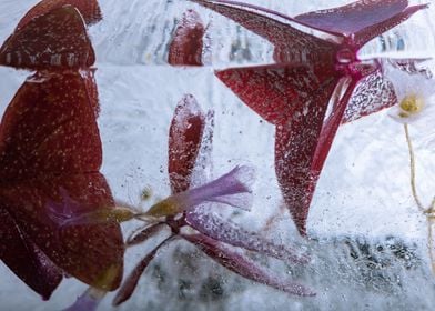 Red clover in ice 3