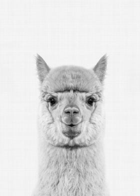 Alpaca Portrait BW