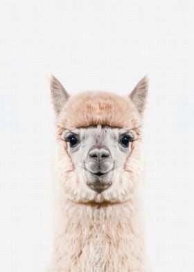 Alpaca Portrait